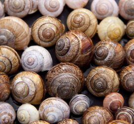 snail, shells, pattern-65358.jpg